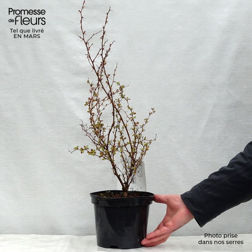Spécimen de Berberis thunbergii Atropurpurea - Epine-vinette Pot de 2L/3L tel que livré au printemps