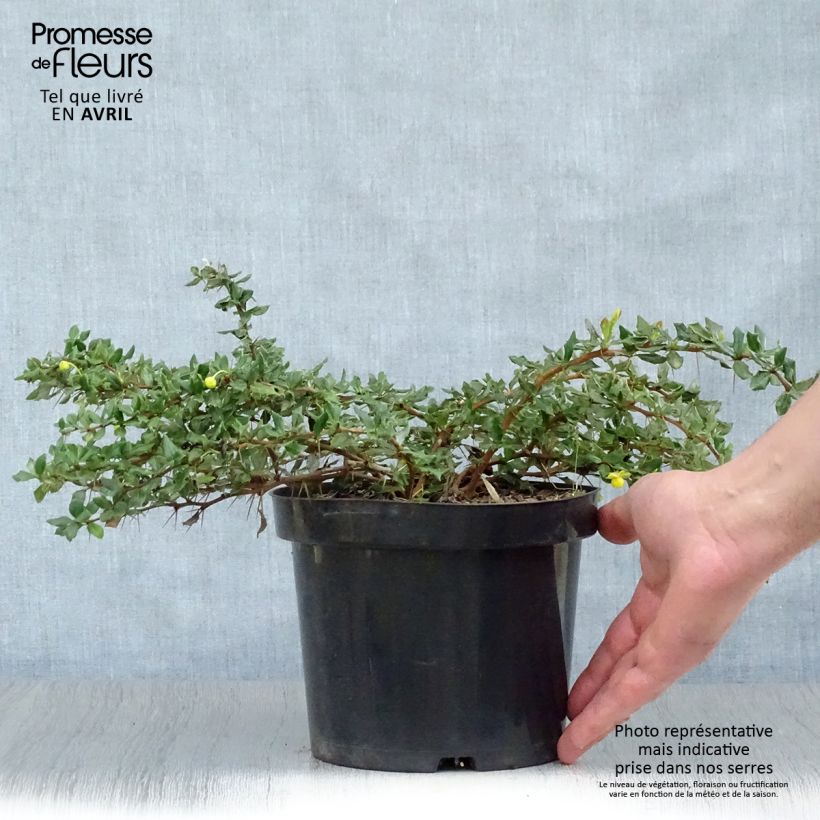 Spécimen de Berberis verrucosa - Épine vinette verruqueuse Pot de 2L/3L tel que livré au printemps
