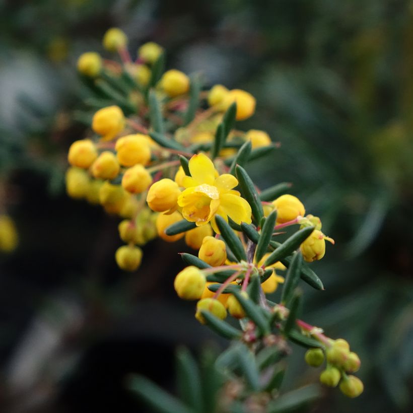 Berberis x stenophylla - Épine-vinette à feuilles étroites  (Floraison)