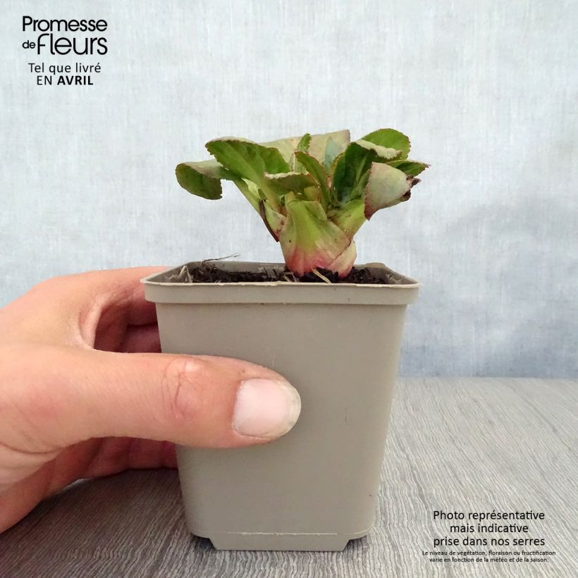 Spécimen de Bergénia Bach - Plante des savetiers Godet de 8/9 cm tel que livré au printemps
