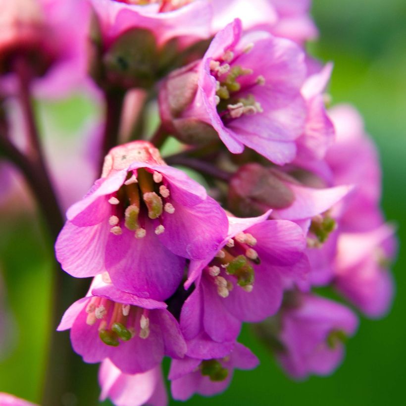 Bergenia Eden's Dark Margin (Flowering)