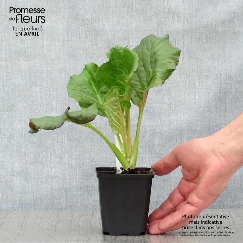 Example of Bergenia Eden's Dark Margin Godet de 8/9 cm as you get in printemps