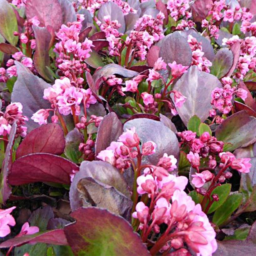 Bergenia Flirt - Plante des savetiers (Flowering)