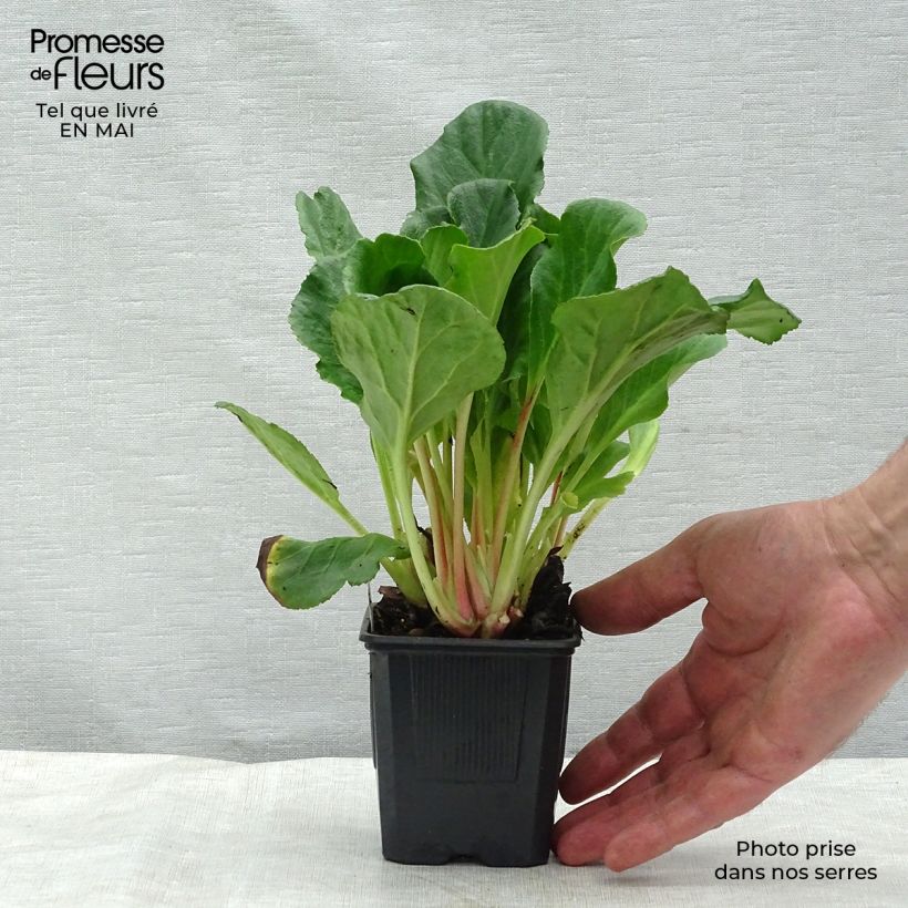 Spécimen de Bergenia hybride Abendglut Godet de 8/9 cm tel que livré au printemps
