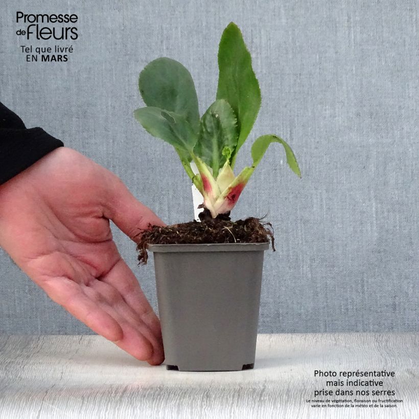Spécimen de Bergenia Ice Queen - Plante des savetiers Godet de 8/9 cm tel que livré au printemps
