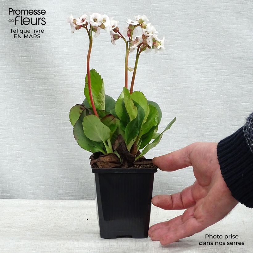 Spécimen de Bergenia Jelle - Plante des savetiers Godet de 8/9 cm tel que livré au printemps