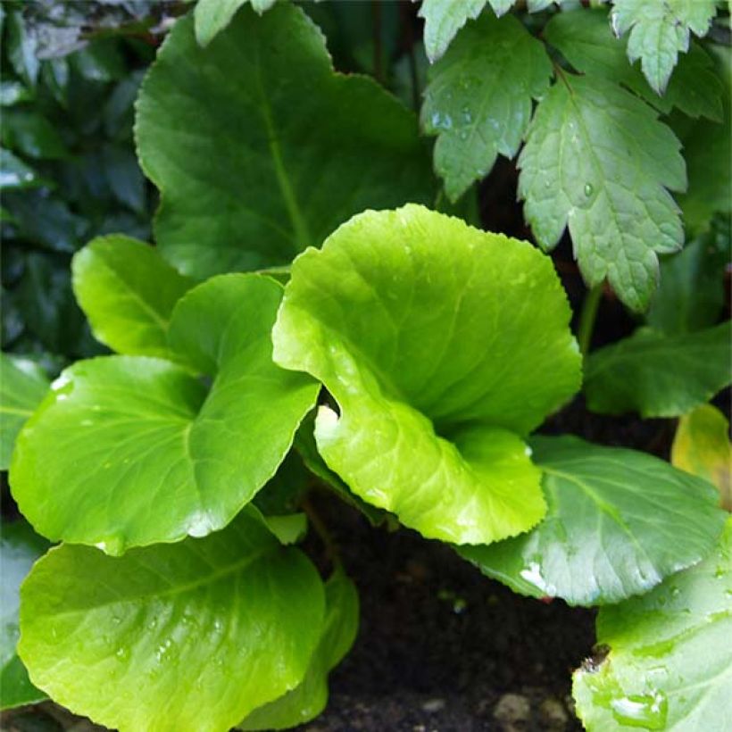 Bergenia Morgenrote - Plante des savetiers (Foliage)