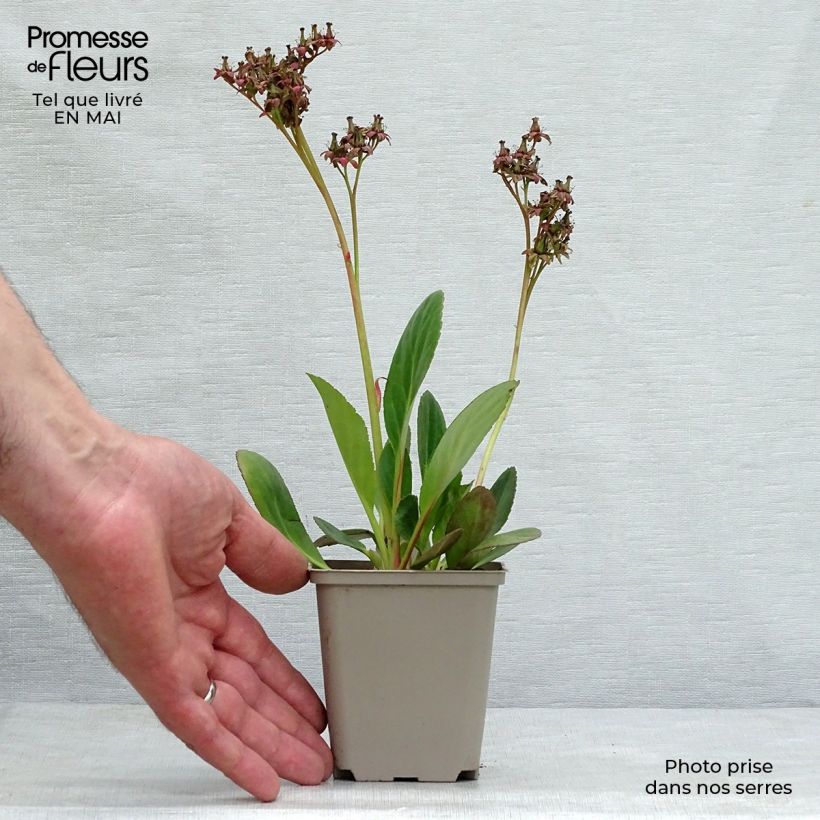 Example of Bergénia Pink Dragonfly Godet de 8/9 cm as you get in printemps