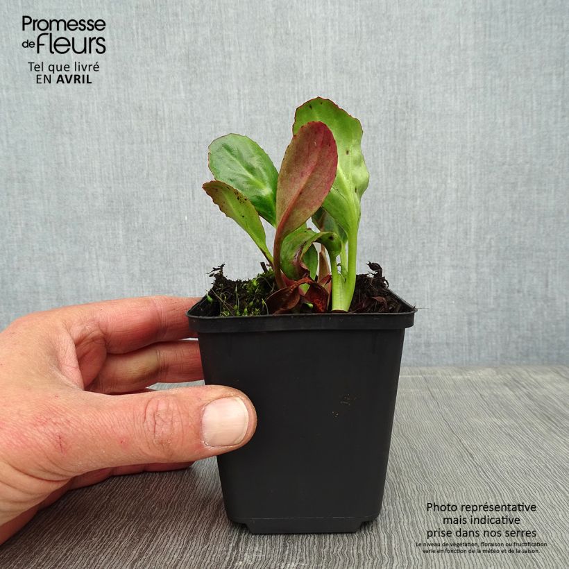 Example of Bergenia Wintermarchen - Bergénie Godet de 8/9 cm as you get in printemps