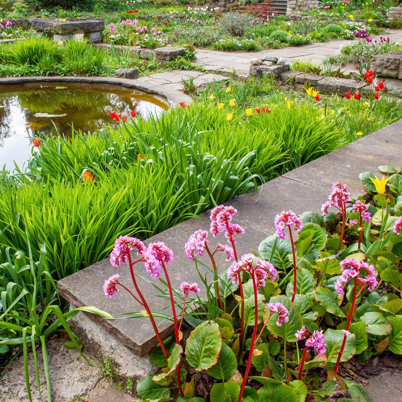 Bergenia ciliata (Plant habit)