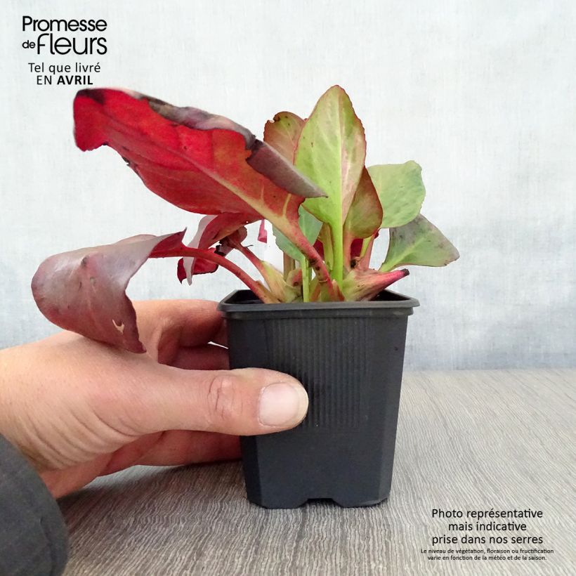 Spécimen de Bergenia cordifolia Eroïca Godet de 8/9 cm tel que livré au printemps