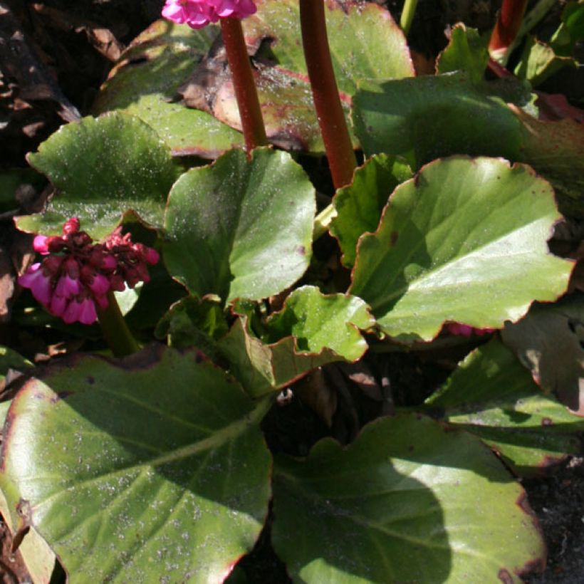 Bergenia hybride Abendglut (Feuillage)