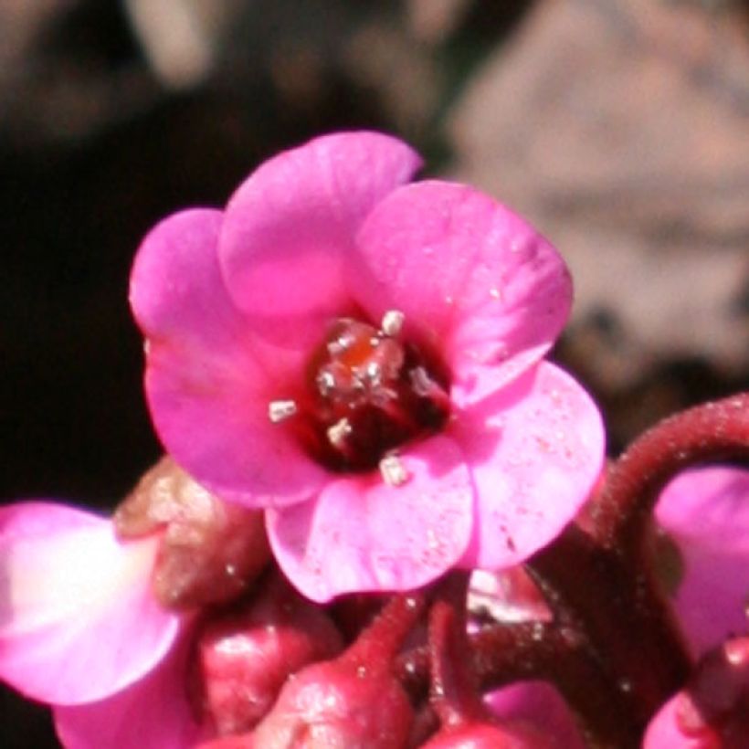 Bergenia hybride Abendglut (Floraison)