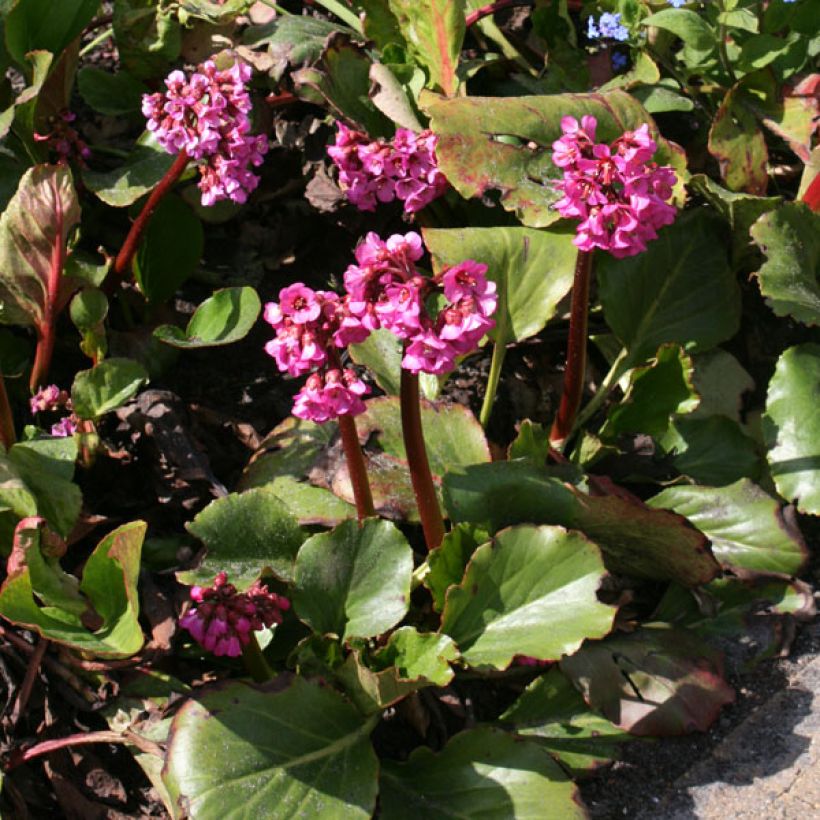Bergenia hybride Abendglut (Port)