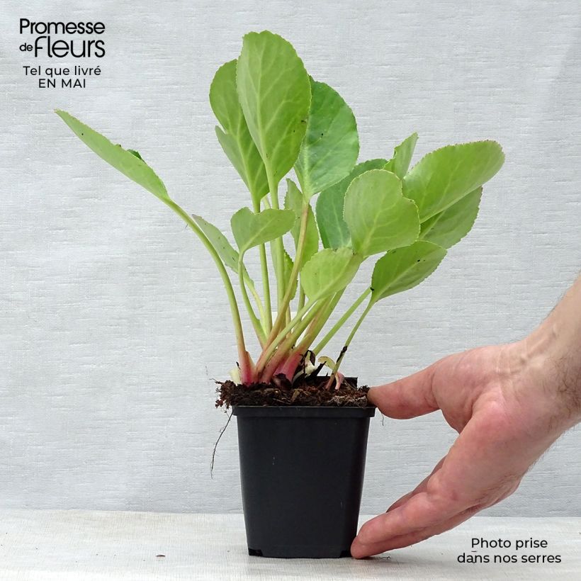 Example of Bergenia hybride Harzkristall Godet de 8/9 cm as you get in printemps