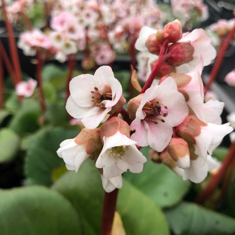 Bergenia hybride Harzkristall (Flowering)