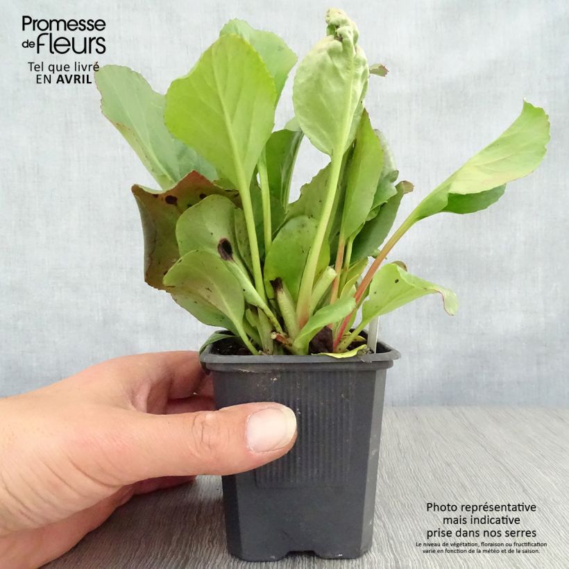 Example of Bergenia purpurascens - Plante des savetiers Godet de 8/9 cm as you get in printemps
