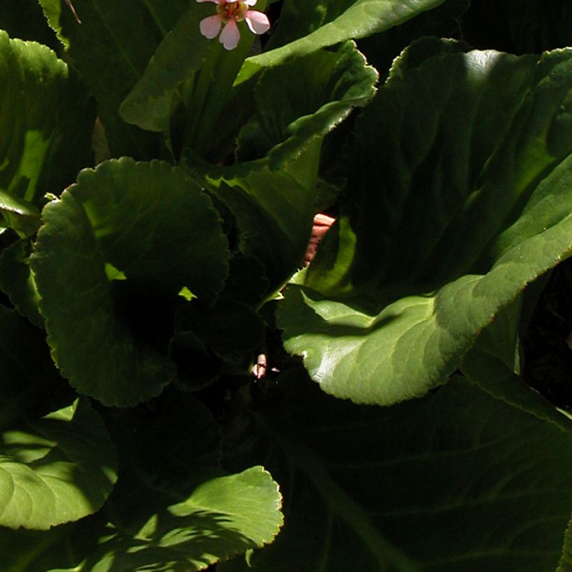 Bergenia stracheyi - Plante des savetiers (Foliage)
