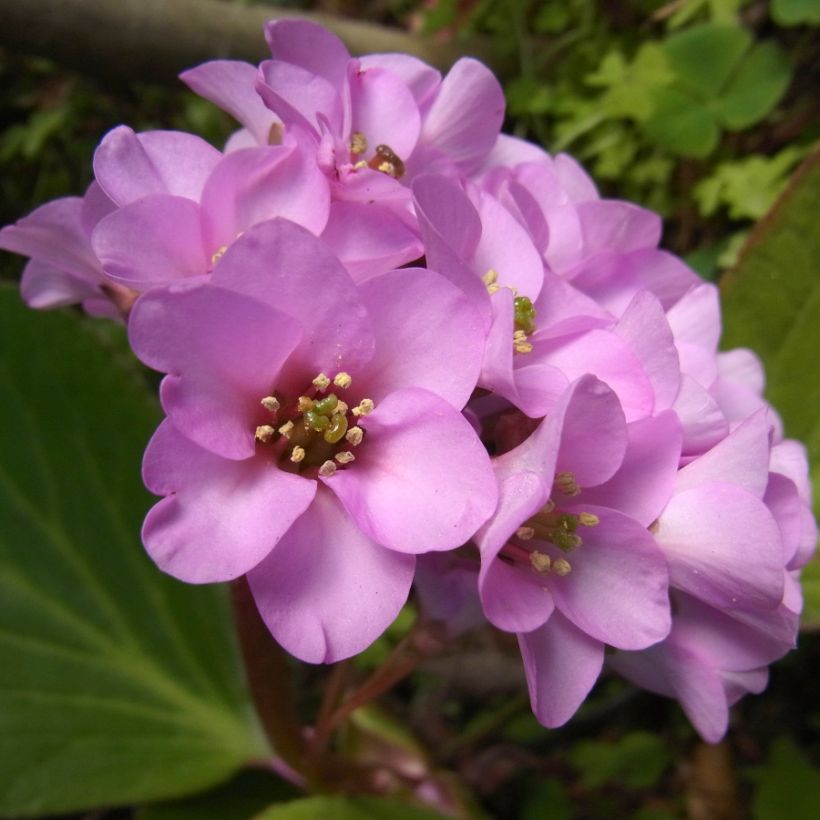 Bergenia stracheyi - Plante des savetiers (Flowering)