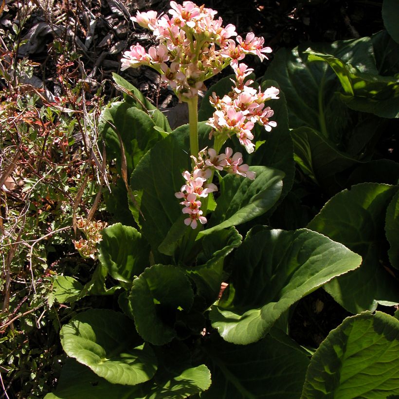 Bergenia stracheyi - Plante des savetiers (Plant habit)