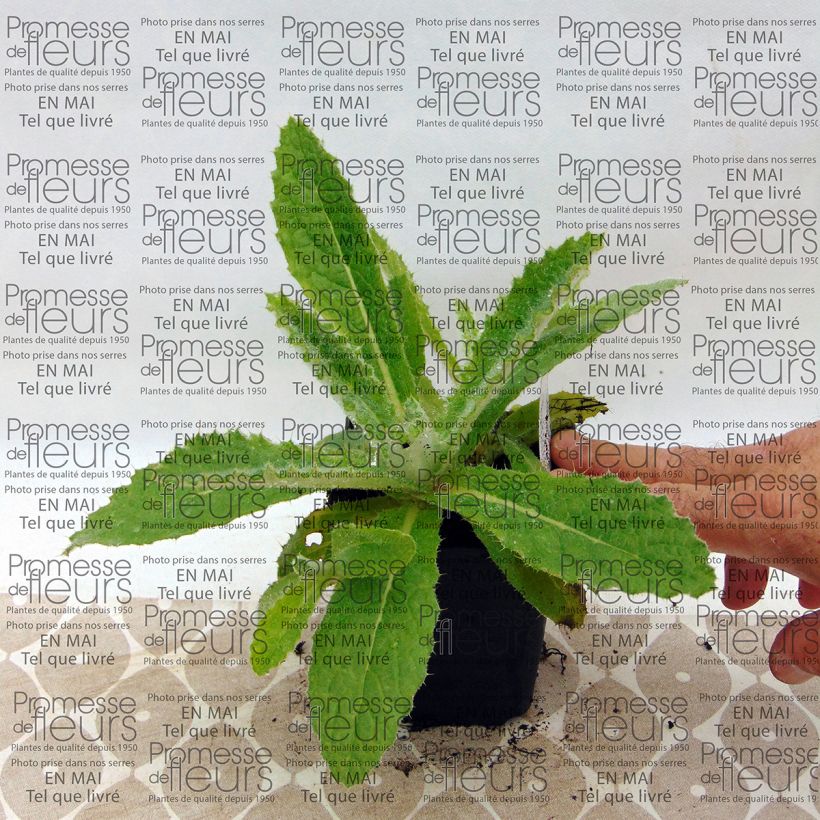 Example of Berkheya purpurea Godet de 8/9 cm as you get