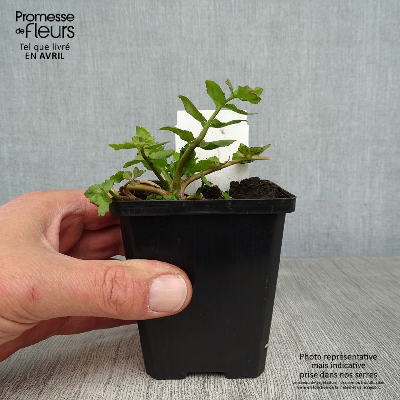 Spécimen de Berula erecta - Berle dressée, Cresson sauvage Godet de 8/9 cm tel que livré au printemps