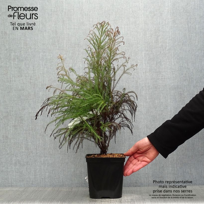 Spécimen de Berzelia intermedia Pot de 4L/5L tel que livré au printemps