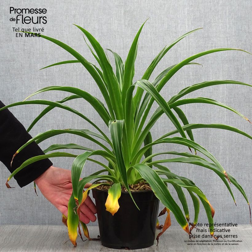 Example of Beschorneria septentrionalis - Lis du Mexique Pot de 2L/3L as you get in printemps