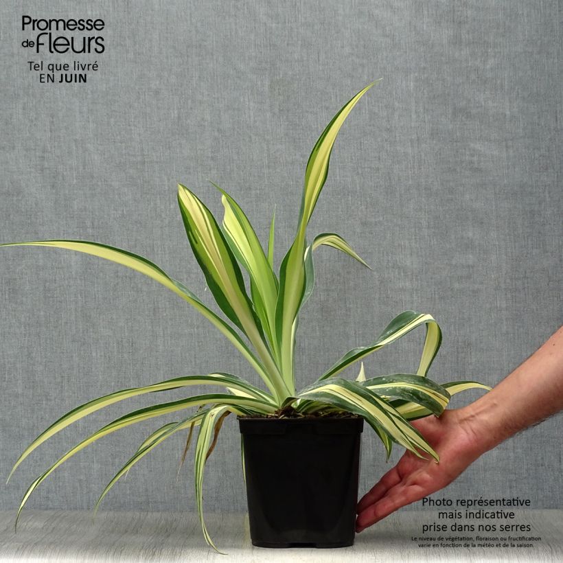 Spécimen de Beschorneria yuccoides Flamingo Glow Pot de 3L/4L tel que livré en été