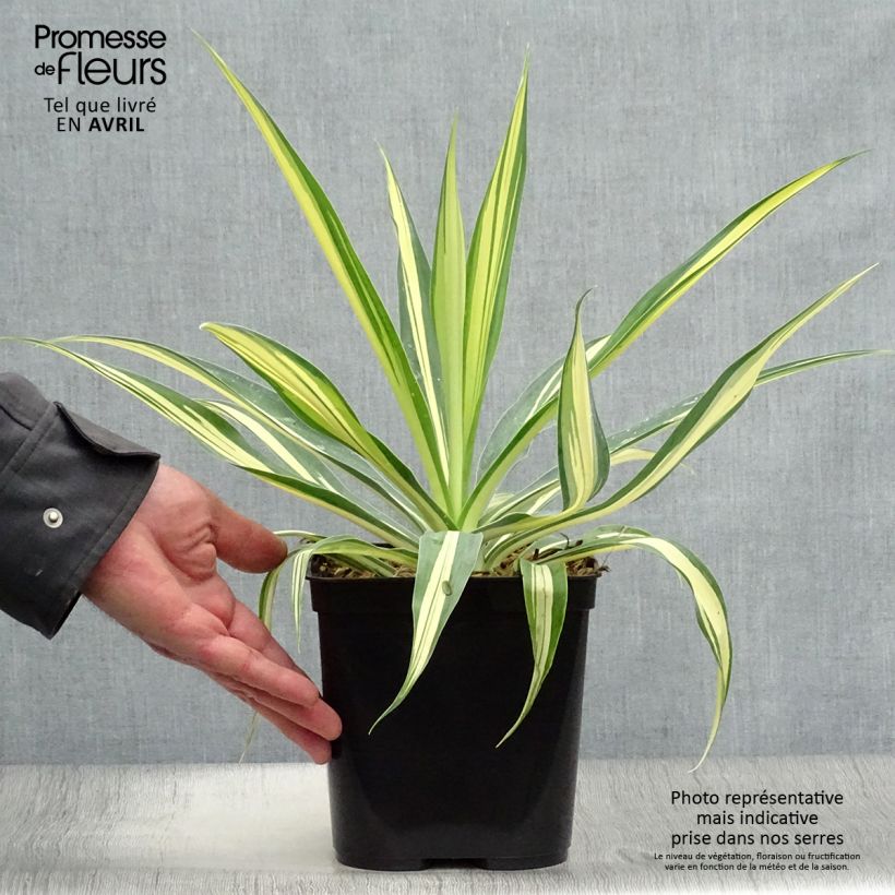 Example of Beschorneria yuccoides Flamingo Glow Pot de 3L/4L as you get in printemps