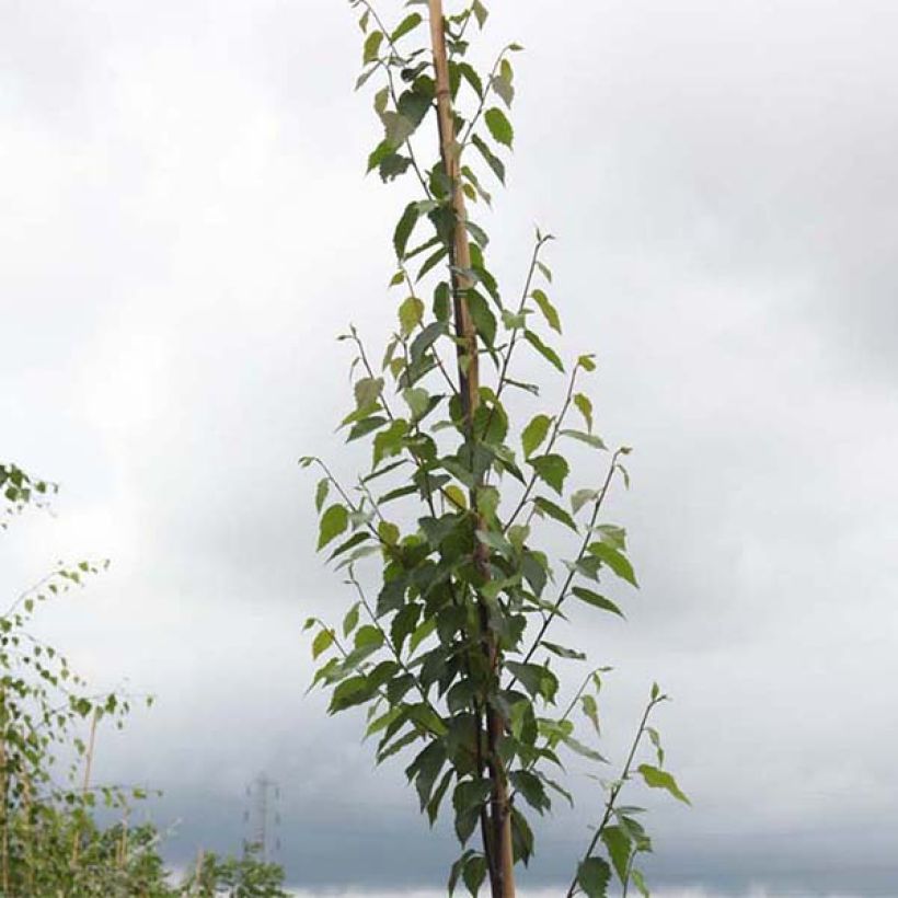 Bouleau de Chine - Betula albosinensis Fascination (Foliage)