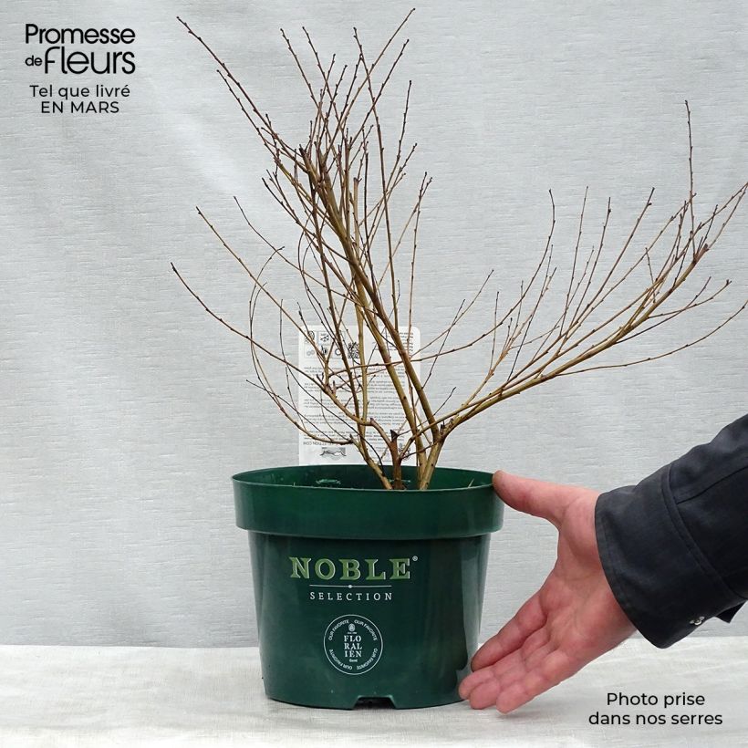 Spécimen de Betula nana Golden Treasure - Bouleau nain à feuillage doré Pot de 3L/4L tel que livré au printemps