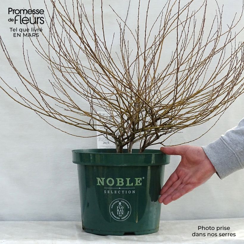 Spécimen de Betula nana Golden Treasure - Bouleau nain à feuillage doré Pot de 7,5L/10L tel que livré au printemps
