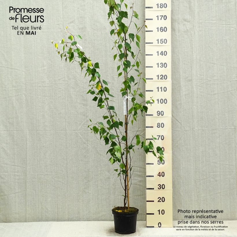 Spécimen de Betula pendula Fastigiata - Bouleau fastigié Pot de 3L/4L tel que livré au printemps