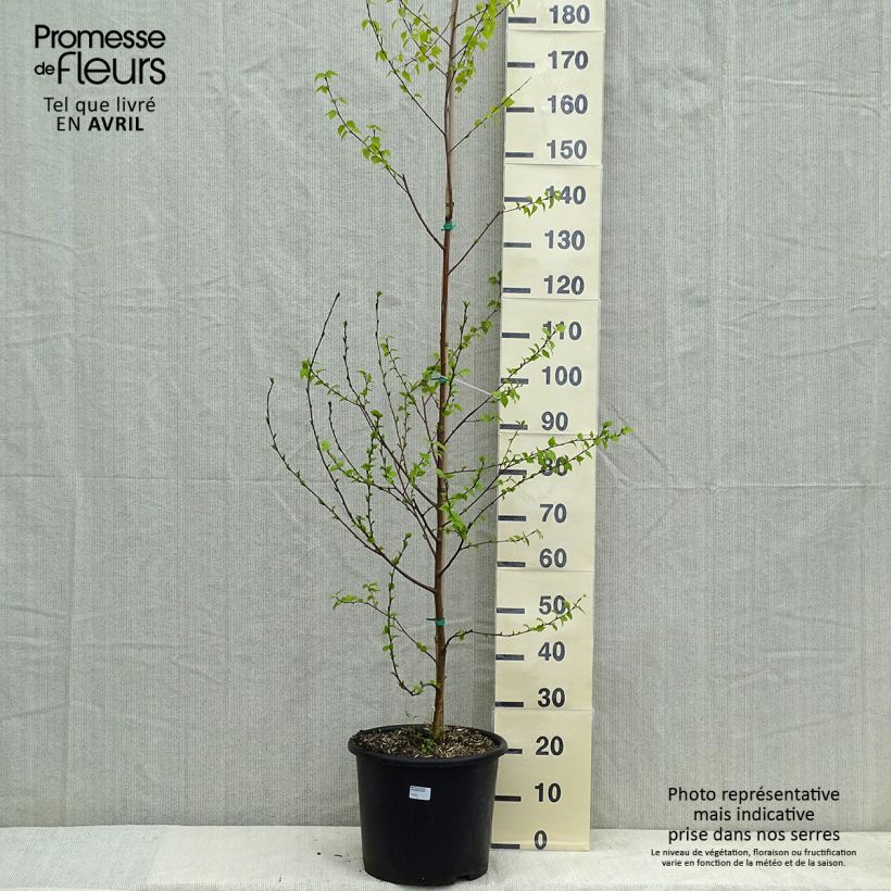 Spécimen de Betula pendula Golden Cloud - Bouleau blanc Pot de 12L/15L, Baliveau tel que livré au printemps