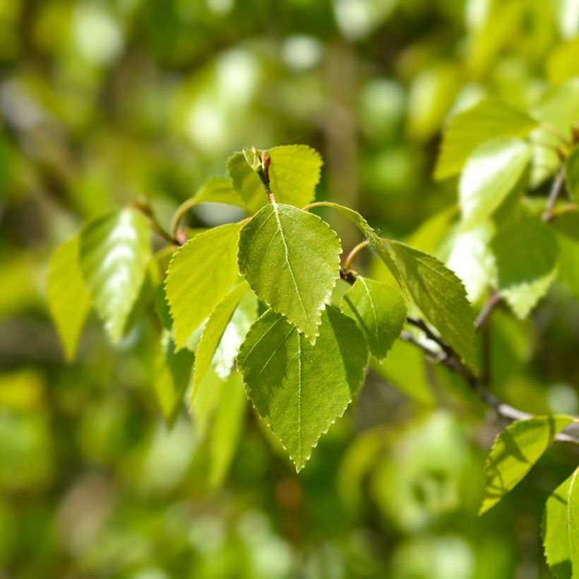 Betula pendula Magical Globe - Bouleau commun (Feuillage)