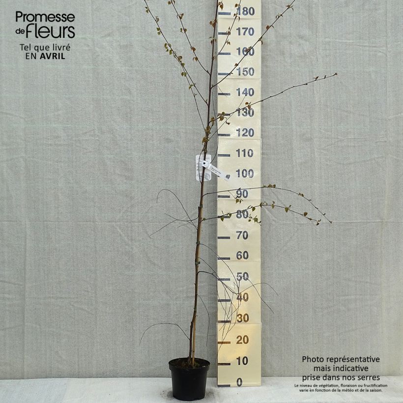 Spécimen de Betula pendula Tristis - Bouleau pleureur Pot de 2L/3L tel que livré au printemps