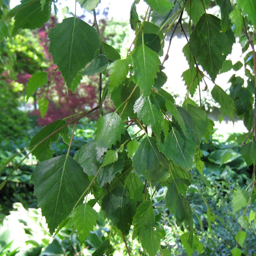 Bouleau pleureur Youngii - Betula pendula (Foliage)