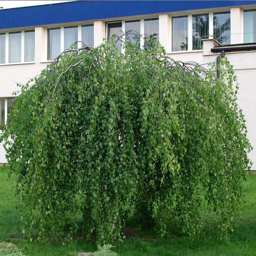 Bouleau pleureur Youngii - Betula pendula (Plant habit)