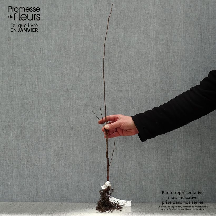 Spécimen de Betula pendula (alba, verrucosa) Racines nues tel que livré en hiver