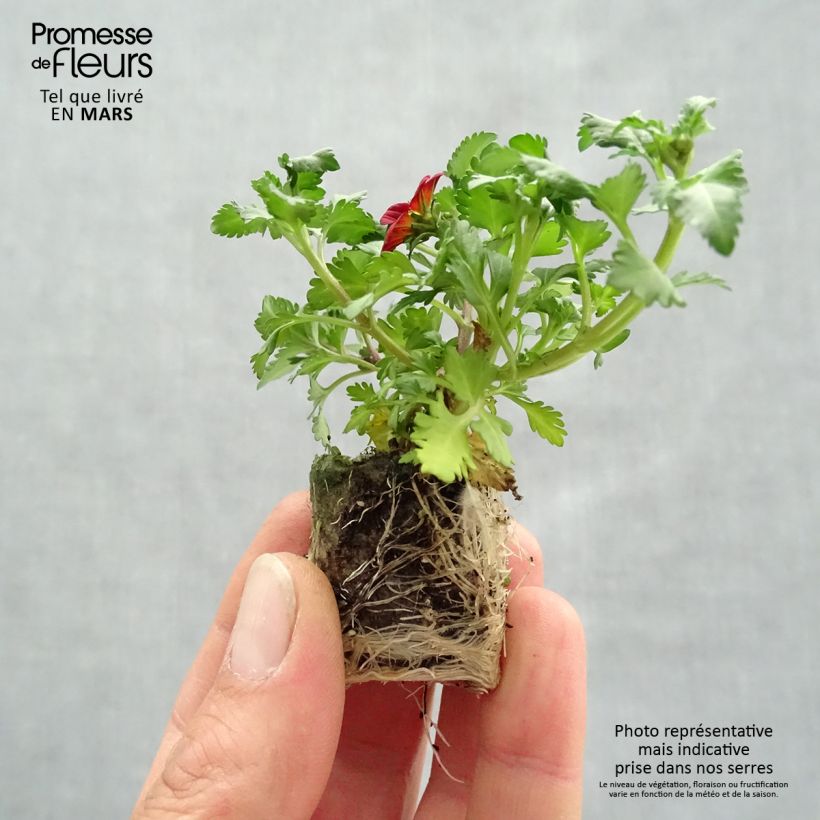 Spécimen de Bidens Beedance Painted Red Mini-motte Ø 3/4 cm, Livré en plant vert de 5 à 10 cm de hauteur tel que livré au printemps