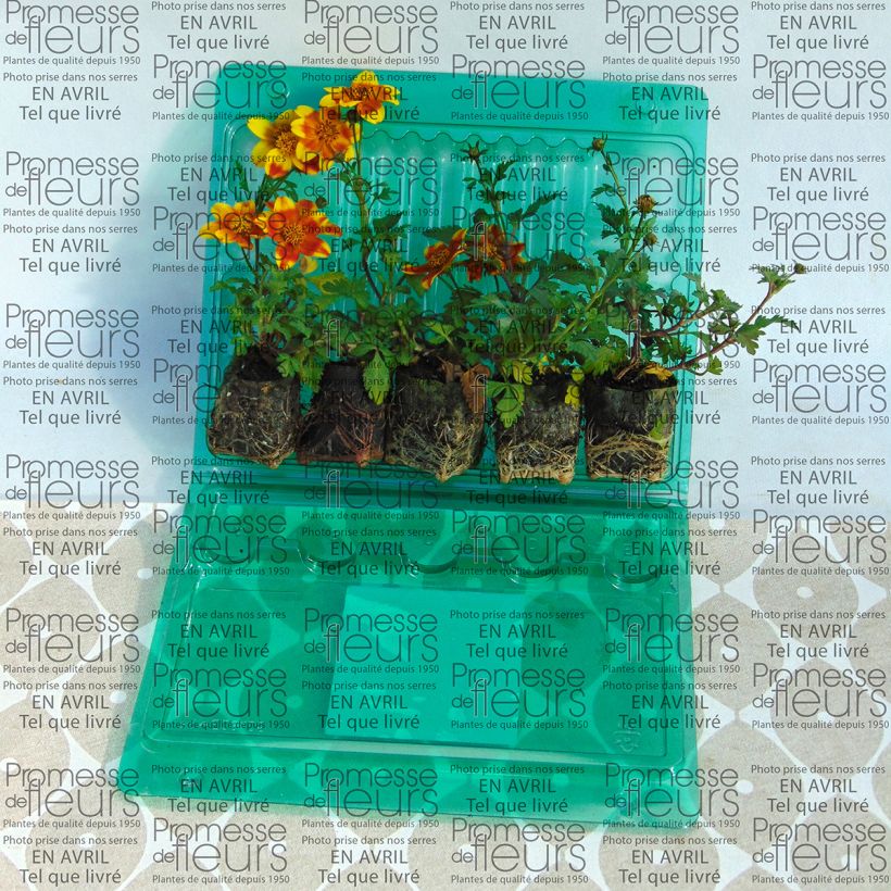 Exemple de spécimen de Bidens Beedance Painted Yellow Mini-motte Ø 3/4 cm, Livré en plant vert de 5 à 10 cm de hauteur tel que livré