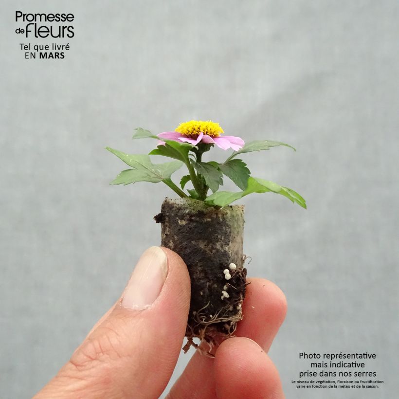 Spécimen de Bidens Stoplight Mini-motte Ø 1,5/2,5 cm, Livré en plant vert de 5 à 10 cm de hauteur tel que livré au printemps