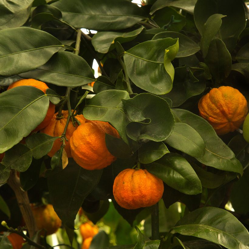 Bigaradier Bouquet de Fleur - Oranger amer (Récolte)