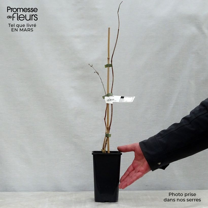 Spécimen de Bignone - Campsis tagliabuana Madame Galen Pot de 2L/3L tel que livré au printemps