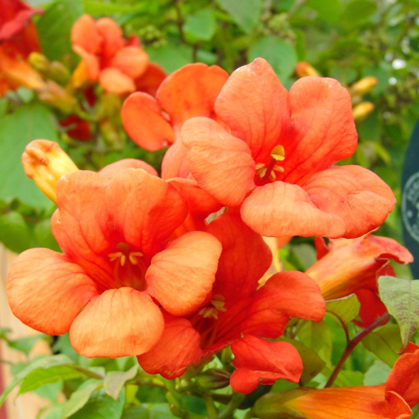 Bignone - Campsis tagliabuana Summer Jazz Fire (Floraison)