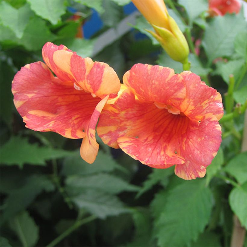 Bignone Orangeade - Campsis x tagliabuana Tracamp (Floraison)