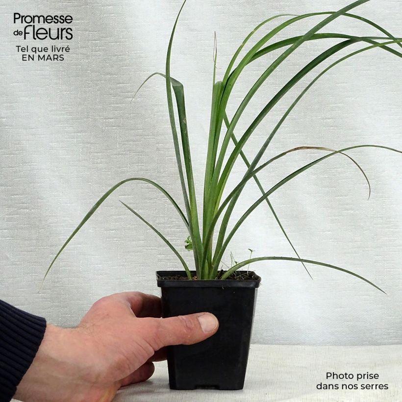 Spécimen de Billbergia nutans Godet de 7/8 cm tel que livré au printemps