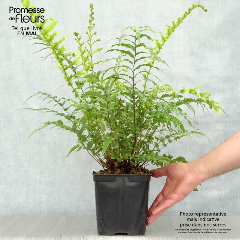 Spécimen de Blechnum novae-zelandiae Pot de 3L/4L tel que livré au printemps