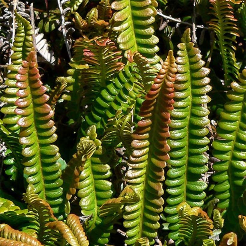 Blechnum penna-marina - Fougère (Foliage)